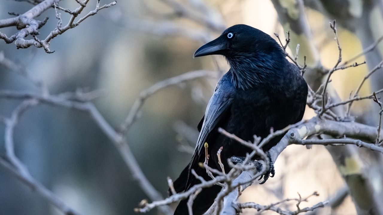 What does it mean to see a black crow?
