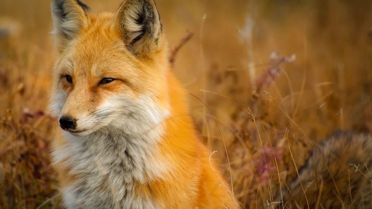What does it mean to see a fox?