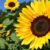 Sunflower Spiritual Meaning And Symbolism